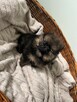 Szpic pomeranian - 6