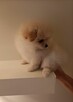 Szpic miniaturowy pomeranian - suczki - 4