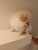 Szpic miniaturowy pomeranian - suczki - 11