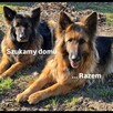 Siostry Axa i Atena straciły właściciela. - 4