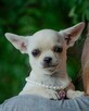 CHIHUAHUA SUCZKA - rodowód FCI, W-wa