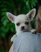 CHIHUAHUA SUCZKA - rodowód FCI, W-wa - 3
