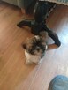 Piękny piesek shih tzu z rodowodem - 2