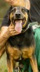 NADIR - piękny psiak w typie gończego do adopcji - 2