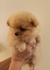 Szpic miniaturowy pomeranian - suczki - 10