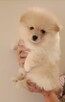 Szpic miniaturowy pomeranian - suczki - 3