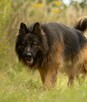 DIABLO - piękny owczarek niemiecki długowłosy do adopcji - 2