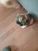 Piękny piesek shih tzu z rodowodem - 3