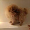 Szpic miniaturowy pomeranian - suczki - 6