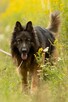 DIABLO - piękny owczarek niemiecki długowłosy do adopcji - 1