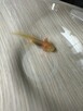 Aksolotl Salamandra meksykańska - 3