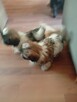 Piękny piesek shih tzu z rodowodem - 5