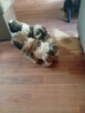 Piękny piesek shih tzu z rodowodem - 8