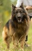 DIABLO - piękny owczarek niemiecki długowłosy do adopcji - 3