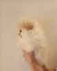 Szpic miniaturowy pomeranian - suczki - 5