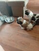 Piękny piesek shih tzu z rodowodem - 7