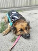 owczarek mix Gumka szuka domu -schronisko Zgierz -aktualne - 2