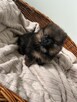 Szpic pomeranian - 4