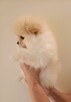 Szpic miniaturowy pomeranian - suczki - 2