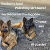Siostry Axa i Atena straciły właściciela. - 2