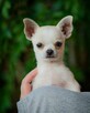 CHIHUAHUA SUCZKA - rodowód FCI, W-wa - 9