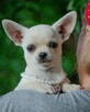 CHIHUAHUA SUCZKA - rodowód FCI, W-wa - 12