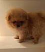 Szpic miniaturowy pomeranian - suczki - 7