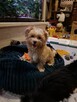 Yorkshire terrier xs - 5