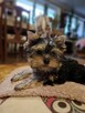 Yorkshire terrier xxs - 1