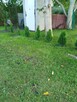 Sprzedam działkę ogrodową - 10