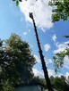 Wycinka drzew oraz usuwanie drewna i gałęzi. - 2