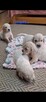 Szczeniak / piesek Golden Retriever Związek Kynologiczny FCI - 3