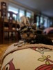 Yorkshire terrier xxs - 2