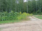 Siedlisko na s - 4