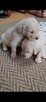 Szczeniak / piesek Golden Retriever Związek Kynologiczny FCI - 4