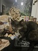 WIEDŹMA SAMIRA: Tarot, wróżby, rytuały, numerologia, wróżka - 13