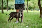 Puma-suczka w typie amstaffa - dom znający specyfikę rasy - 3