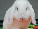 Białe baranki mini lop - 2