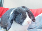 Niebiesko - biały samczyk mini lop - 6