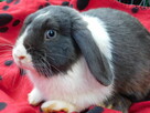 Niebiesko - biały samczyk mini lop - 5