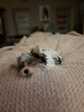 Yorkshire terrier xs - 6