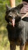 BIES - piękny psiak w typie owczarka do adopcji - 3