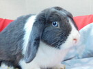 Niebiesko - biały samczyk mini lop - 4