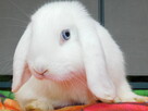 Białe baranki mini lop - 5
