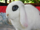 Białe baranki mini lop - 4