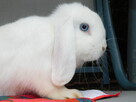 Białe baranki mini lop - 3