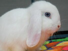 Białe baranki mini lop - 7