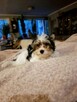 Yorkshire terrier xs - 3