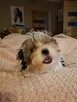Yorkshire terrier xs - 5