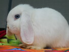 Białe baranki mini lop - 8
